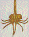 Life Size Facehugger Replica